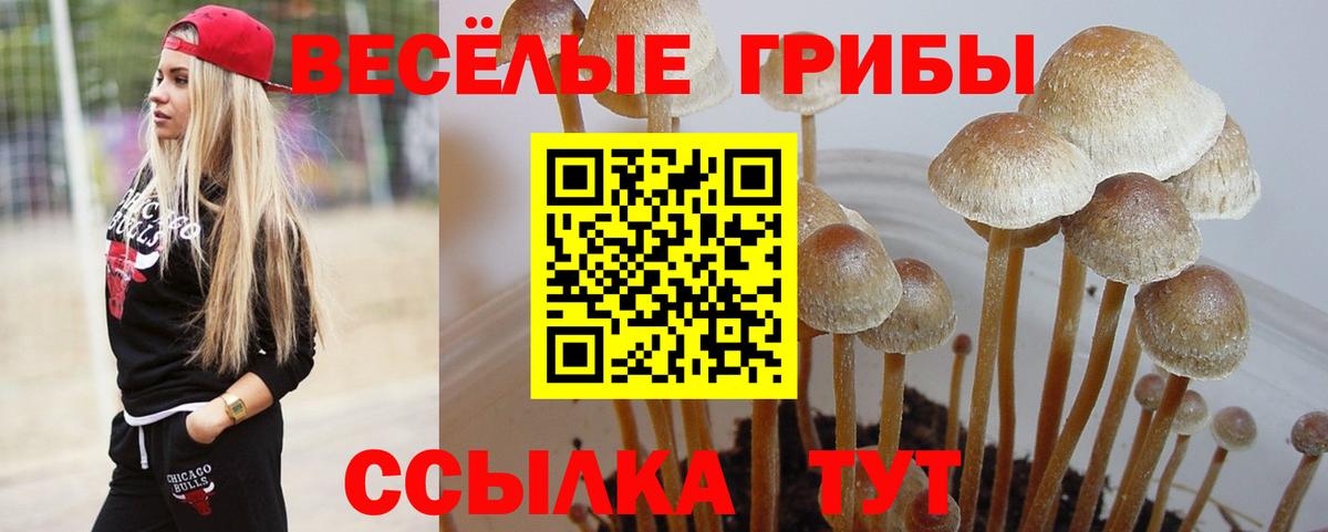 Галлюциногенные грибы Psilocybe  Вход с VPN  Елизово 